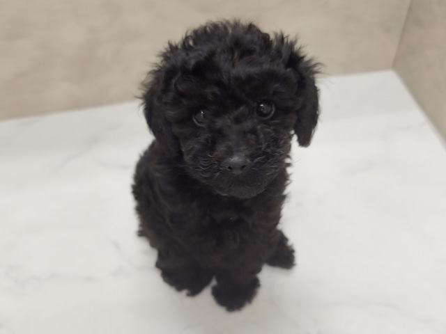 埼玉県のトイプードル(タイニー) (ペッツファースト岩槻店/2025年9月30日生まれ/男の子/ブラック)の子犬の1枚目の画像