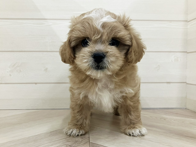 埼玉県のペキプー(ペキニーズ×プードル) (ペッツファースト上尾店/2025年9月22日生まれ/男の子/アプリコットホワイト)の子犬の1枚目の画像