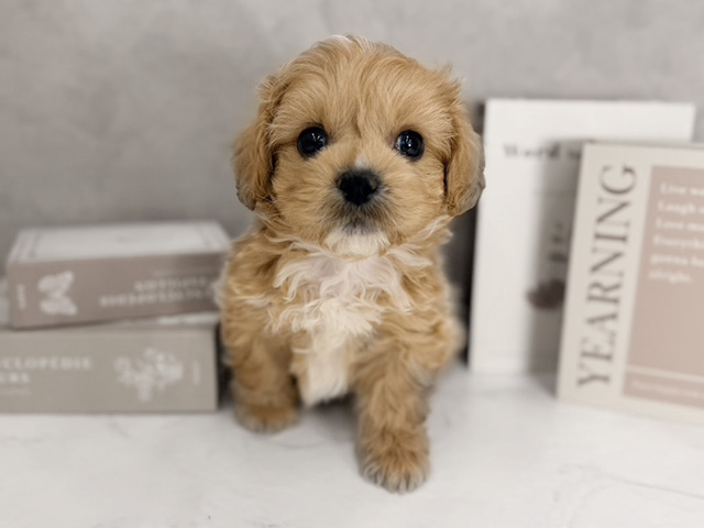 奈良県のペキプー(ペキニーズ×プードル) (ペッツファースト橿原店/2025年9月22日生まれ/男の子/アプリコットホワイト)の子犬の1枚目の画像