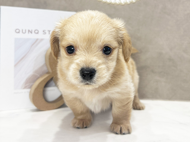 東京都のチワックス(チワワ×ダックス) (ペッツファースト青山店/2025年9月30日生まれ/男の子/ゴールド)の子犬の1枚目の画像