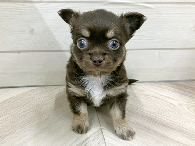 埼玉県のチワワ(ロング) (ペッツファースト春日部店/2025年9月29日生まれ/男の子/チョコレートタン)の子犬の1枚目の画像