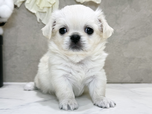 兵庫県のチワペキ/ペキチー/ペキチワ(チワワ×ペキニーズ) (ペッツファースト神戸三宮センター街店/2025年9月29日生まれ/女の子/クリーム)の子犬