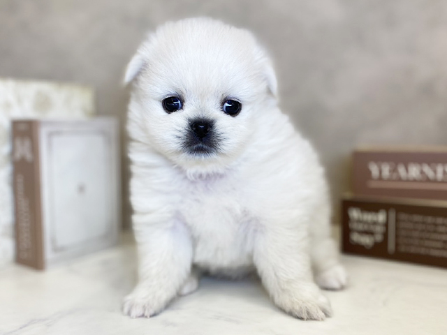 奈良県のペキポメ/ポメペキ(ペキニーズ×ポメラニアン) (ペッツファースト橿原店/2025年9月30日生まれ/女の子/クリーム)の子犬の1枚目の画像