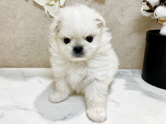兵庫県のペキポメ/ポメペキ(ペキニーズ×ポメラニアン) (ペッツファースト神戸三宮センター街店/2025年9月30日生まれ/女の子/クリーム)の子犬の1枚目の画像