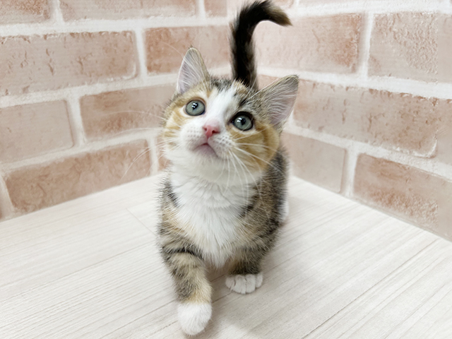 大阪府のマンチカン (ペッツファースト茨木店/2025年9月8日生まれ/女の子/ブラウンパッチドタビーホワイト)の子猫の1枚目の画像