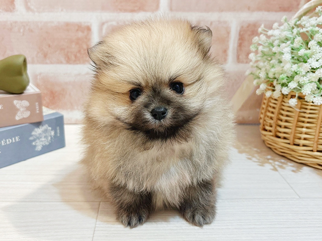 東京都のポメラニアン (ペッツファースト自由が丘店/2025年9月30日生まれ/男の子/クリームセーブル)の子犬の1枚目の画像