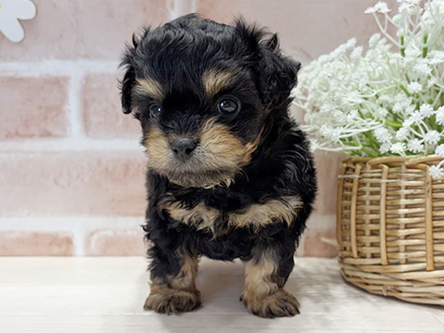 福岡県のチワプー/プーチー(チワワ×プードル) (ペッツファースト筑紫野店/2025年10月1日生まれ/男の子/ブラックタン)の子犬の1枚目の画像