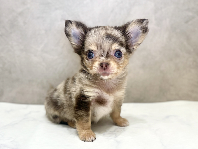 千葉県のチワワ(ロング) (ペッツファーストららぽーとTOKYO-BAY店/2025年10月1日生まれ/女の子/チョコレートマールホワイト)の子犬の1枚目の画像
