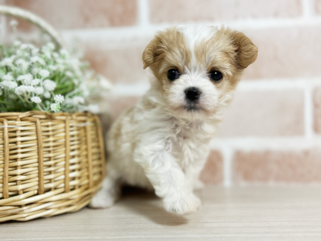 広島県のマルキャバ/キャバチーズ(マルチーズ×キャバリア) (ペッツファースト広島本通店/2025年10月1日生まれ/女の子/クリームホワイト)の子犬