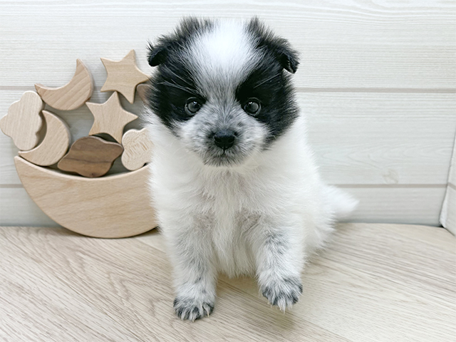 東京都のポメラニアン (ペッツファースト渋谷店/2025年10月1日生まれ/男の子/ホワイトブラック)の子犬の1枚目の画像