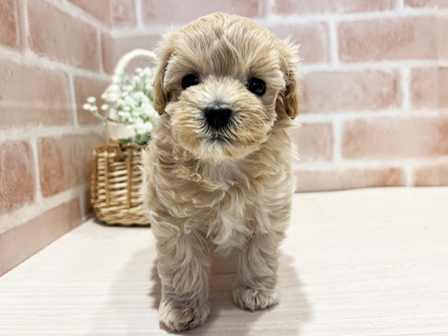 神奈川県のマルプー(マルチーズ×プードル) (ペッツファースト横浜元町店/2025年10月1日生まれ/女の子/アプリコット)の子犬