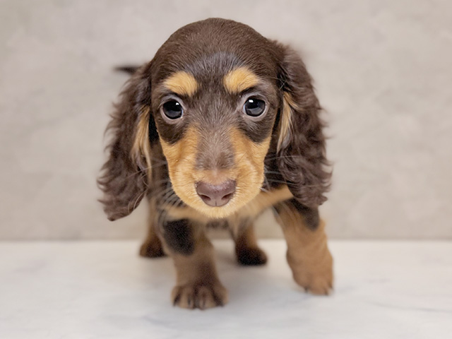 埼玉県のミニチュアダックスフンド(ロング) (ペッツファーストPETEMOレイクタウンmori店/2025年10月1日生まれ/女の子/チョコレートタン)の子犬