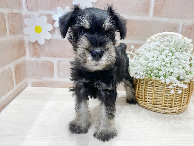福岡県のミニチュアシュナウザー (ペッツファースト筑紫野店/2025年9月29日生まれ/男の子/ブラックシルバー)の子犬の1枚目の画像