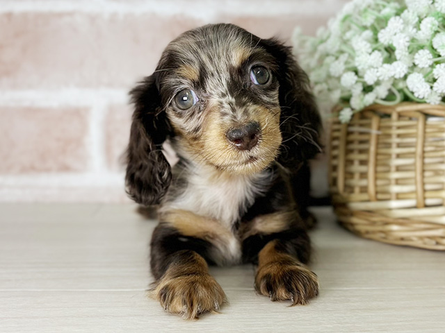 京都府のミニチュアダックスフンド(ロング) (ペッツファースト京都店/2025年10月1日生まれ/女の子/チョコレートダップル)の子犬