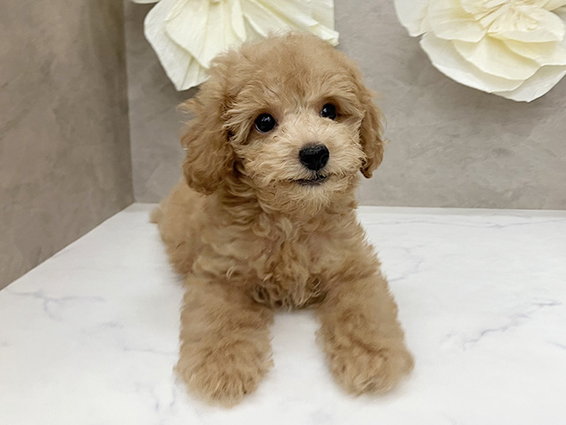 神奈川県のトイプードル(トイ) (ペッツファースト久里浜店/2025年10月1日生まれ/男の子/アプリコット)の子犬