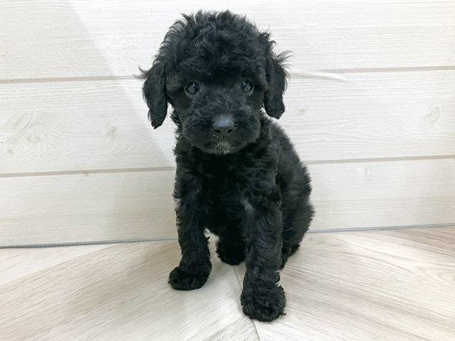 埼玉県のトイプードル(トイ) (ペッツファースト春日部店/2025年10月1日生まれ/女の子/ブラック)の子犬の1枚目の画像