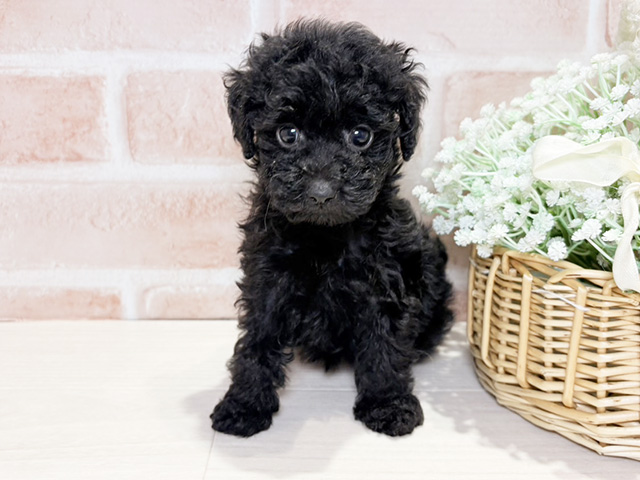 岡山県のトイプードル(タイニー) (ペッツファースト倉敷店/2025年10月1日生まれ/女の子/ブラック)の子犬