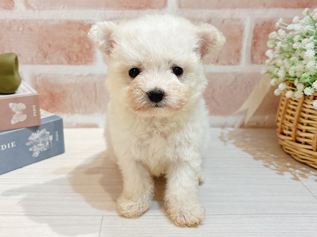 東京都のビションフリーゼ (ペッツファースト自由が丘店/2025年10月1日生まれ/男の子/クリーム)の子犬の1枚目の画像