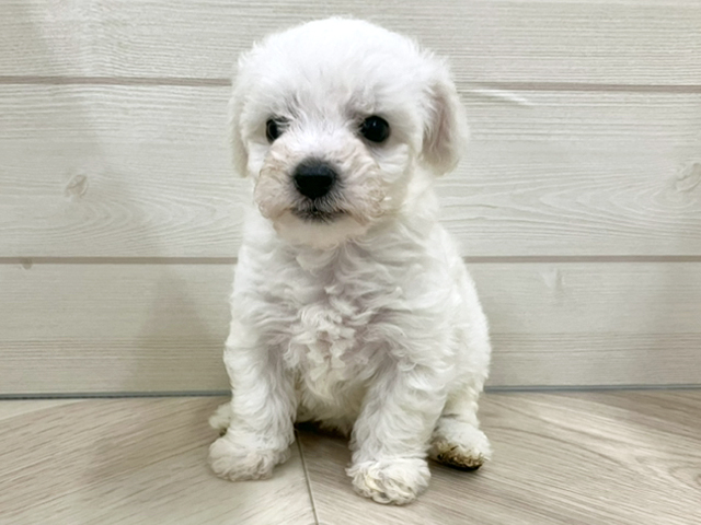 埼玉県のビションフリーゼ (ペッツファースト春日部店/2025年10月1日生まれ/女の子/ホワイト)の子犬の1枚目の画像