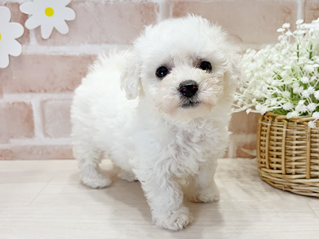 福岡県のビションフリーゼ (ペッツファースト筑紫野店/2025年10月1日生まれ/女の子/ホワイト)の子犬の1枚目の画像