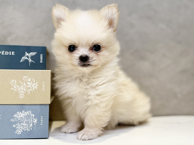 埼玉県のポメチワ/チワポメ/ポメチー(ポメラニアン×チワワ) (ペッツファースト川口店/2025年9月30日生まれ/男の子/クリーム)の子犬