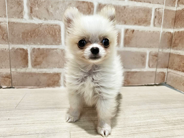 神奈川県のポメチワ/チワポメ/ポメチー(ポメラニアン×チワワ) (ペッツファースト秦野店/2025年9月30日生まれ/男の子/クリーム)の子犬の1枚目の画像