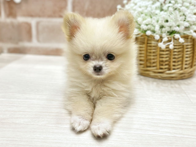 福岡県のポメチワ/チワポメ/ポメチー(ポメラニアン×チワワ) (ペッツファースト筑紫野店/2025年9月30日生まれ/女の子/クリーム)の子犬の1枚目の画像
