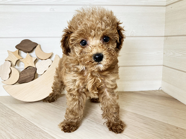 鳥取県のトイプードル(トイ) (ペッツファースト日吉津店/2025年10月1日生まれ/女の子/レッド)の子犬の1枚目の画像