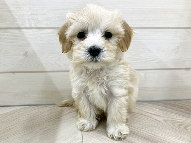 埼玉県のマルプー(マルチーズ×プードル) (ペッツファースト春日部店/2025年9月30日生まれ/男の子/クリーム)の子犬の1枚目の画像