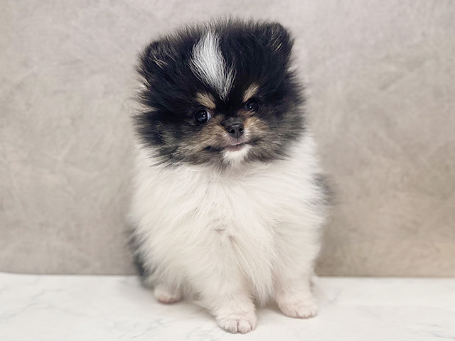 千葉県のポメラニアン (ペッツファーストららぽーとTOKYO-BAY店/2025年10月1日生まれ/男の子/パーティーカラー)の子犬の1枚目の画像