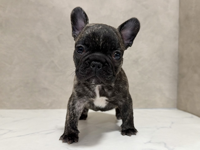 フレンチブルドッグ