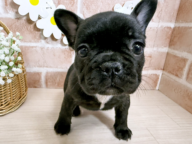 静岡県のフレンチブルドッグ (ペッツファースト富士南店/2025年10月1日生まれ/女の子/ブリンドルホワイト)の子犬の1枚目の画像