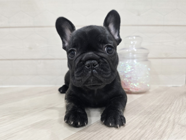 フレンチブルドッグ