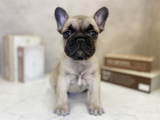 フレンチブルドッグ