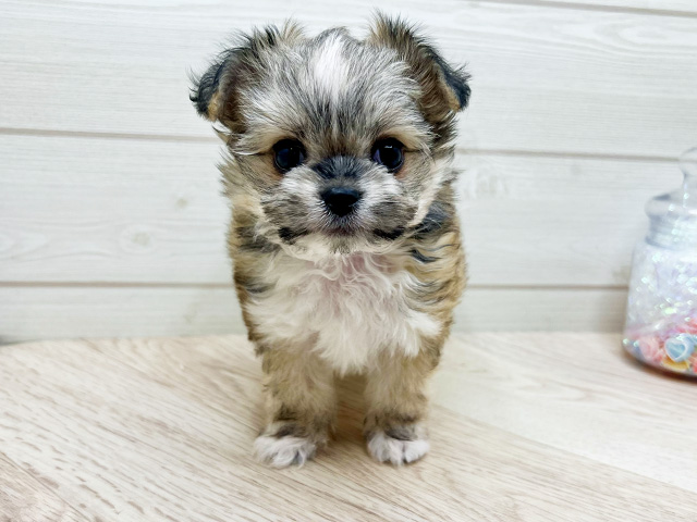 東京都のチワマル/マルチワ(チワワ×マルチーズ) (ペッツファースト渋谷店/2025年10月1日生まれ/男の子/クリームセーブルホワイト)の子犬の1枚目の画像