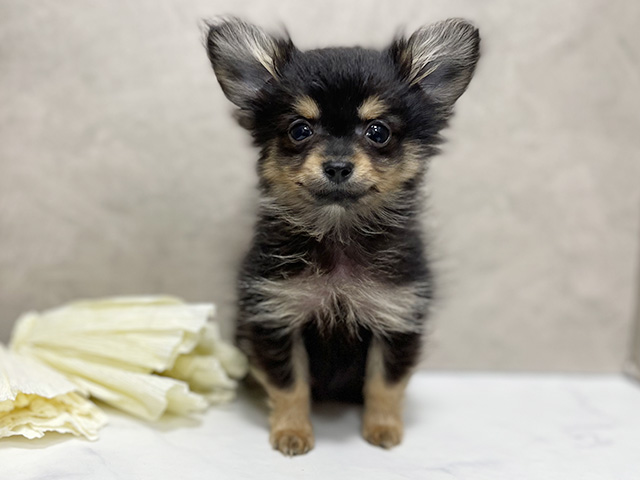 東京都のポメチワ/チワポメ/ポメチー(ポメラニアン×チワワ) (ペッツファースト池袋店/2025年9月30日生まれ/男の子/ブラックタン)の子犬の1枚目の画像