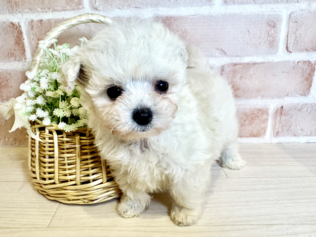 大阪府のチワプー/プーチー(チワワ×プードル) (ペッツファースト北心斎橋店/2025年10月1日生まれ/男の子/クリーム)の子犬の1枚目の画像