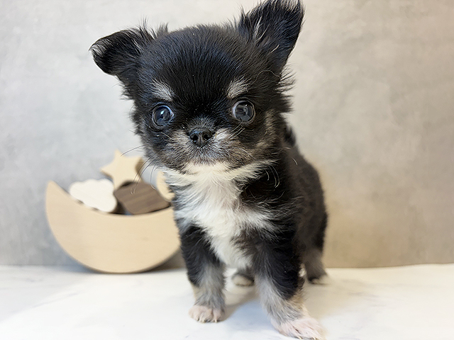 京都府のチワワ(ロング) (ペッツファースト京都四条河原町店/2025年10月1日生まれ/男の子/ブラックタンホワイト)の子犬