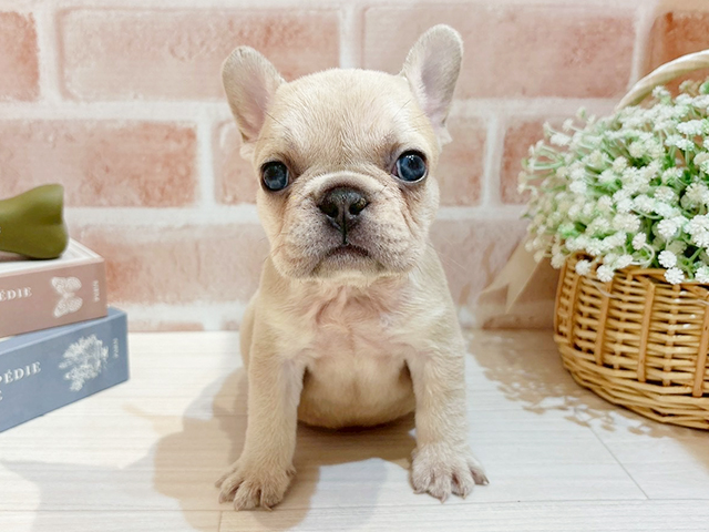 東京都のフレンチブルドッグ (ペッツファースト自由が丘店/2025年9月23日生まれ/女の子/ライラックフォーン)の子犬の1枚目の画像