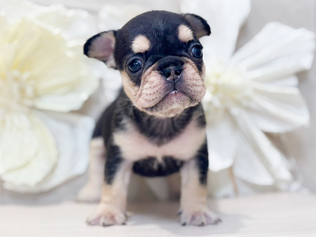 東京都のフレンチブルドッグ (ペッツファースト恵比寿店/2025年10月1日生まれ/女の子/ブラックタン)の子犬の1枚目の画像