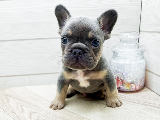 東京都のフレンチブルドッグ (ペッツファースト渋谷店/2025年9月30日生まれ/男の子/ライラックタン)の子犬の1枚目の画像