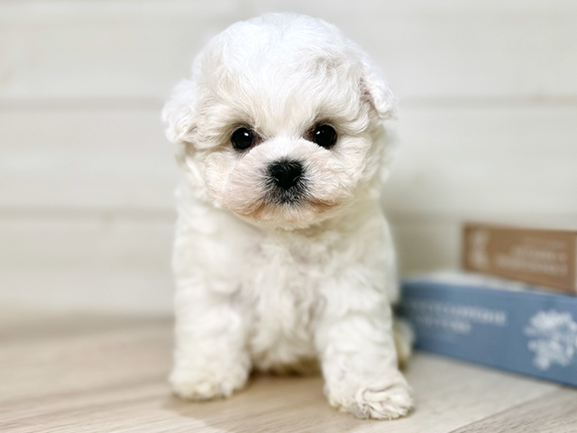 ビションフリーゼ