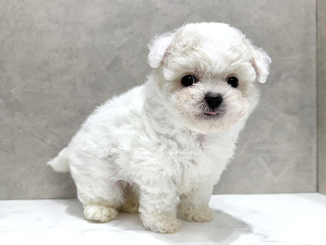 大阪府のビションフリーゼ (ペッツファースト心斎橋本店/2025年9月30日生まれ/女の子/ホワイト)の子犬の1枚目の画像