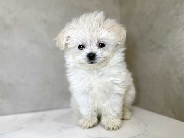 東京都のポメマル/マルポメ(ポメラニアン×マルチーズ) (ペッツファーストららぽーと立川立飛店/2025年10月1日生まれ/女の子/クリーム)の子犬の1枚目の画像