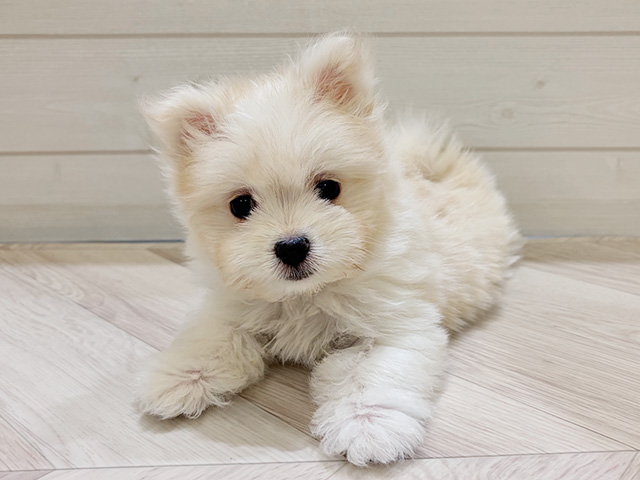 福岡県のポメマル/マルポメ(ポメラニアン×マルチーズ) (ペッツファースト大牟田店/2025年9月30日生まれ/女の子/クリーム)の子犬の1枚目の画像