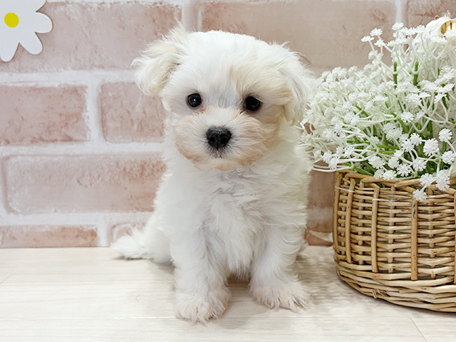 福岡県のマルプー(マルチーズ×プードル) (ペッツファースト筑紫野店/2025年10月1日生まれ/女の子/クリーム)の子犬の1枚目の画像