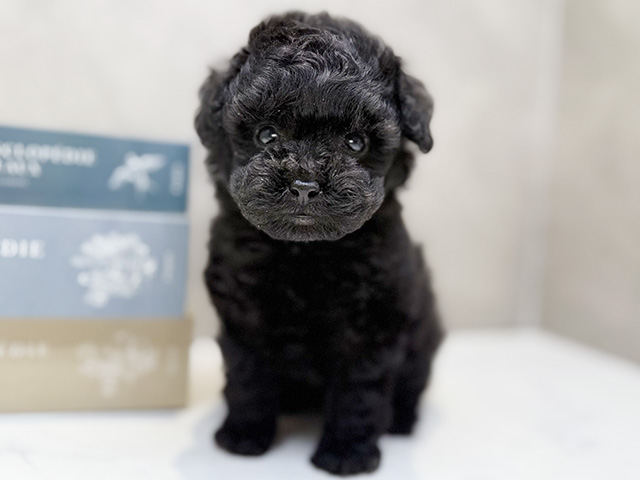 埼玉県のトイプードル(ティーカップ) (ペッツファースト川口店/2025年10月1日生まれ/男の子/ブラック)の子犬の1枚目の画像