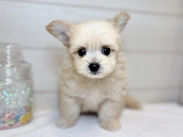 東京都のポメプー(ポメラニアン×プードル) (ペッツファースト麻布十番店/2025年10月1日生まれ/男の子/アプリコット)の子犬の1枚目の画像