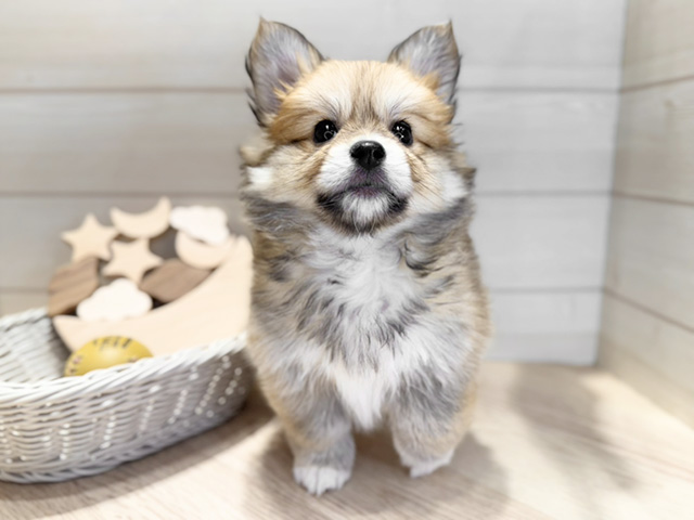 群馬県のポメコーギー(ポメラニアン×コーギー) (ペッツファースト高崎店/2025年10月1日生まれ/女の子/セーブルホワイト)の子犬の1枚目の画像