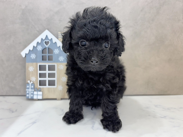 京都府のトイプードル(タイニー) (ペッツファースト京都四条河原町店/2025年9月30日生まれ/男の子/ブラック)の子犬